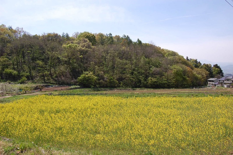 真田町境付近の菜の花畑