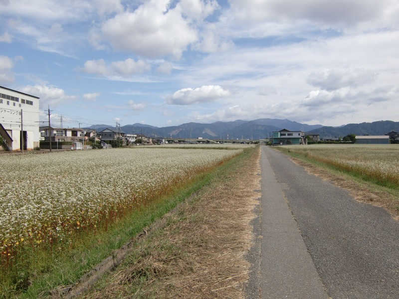 「越前そば」で有名な福井市では秋ソバの花が満開