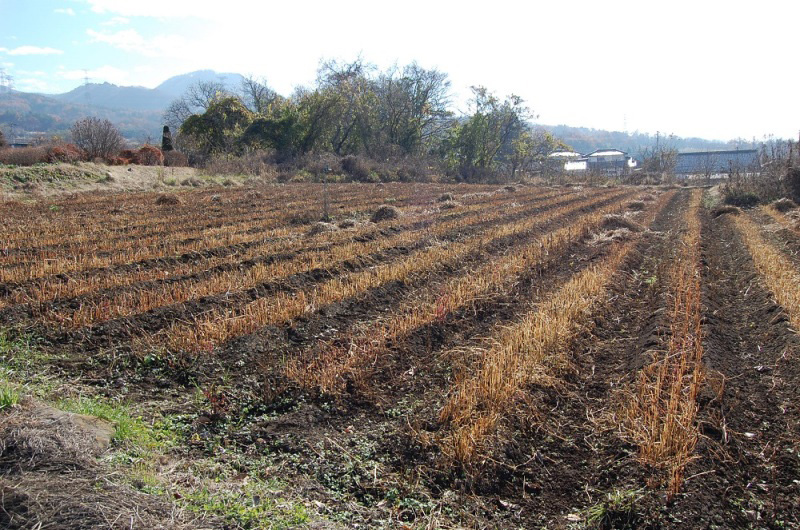 秋そばを刈り取った原の郷そば活性化組合の畑