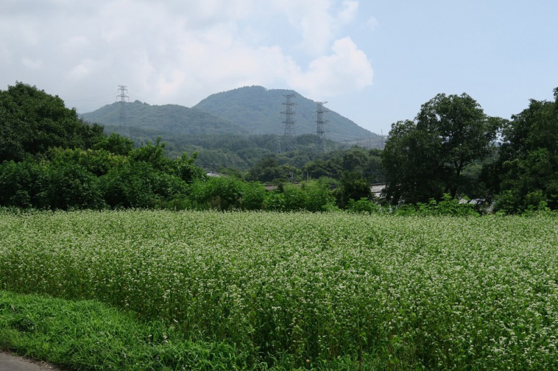 昨年までキャベツの苗床だった新しい畑