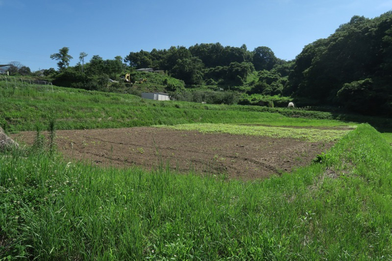 「真田戦国ロマンそばプロジエクト」の畑