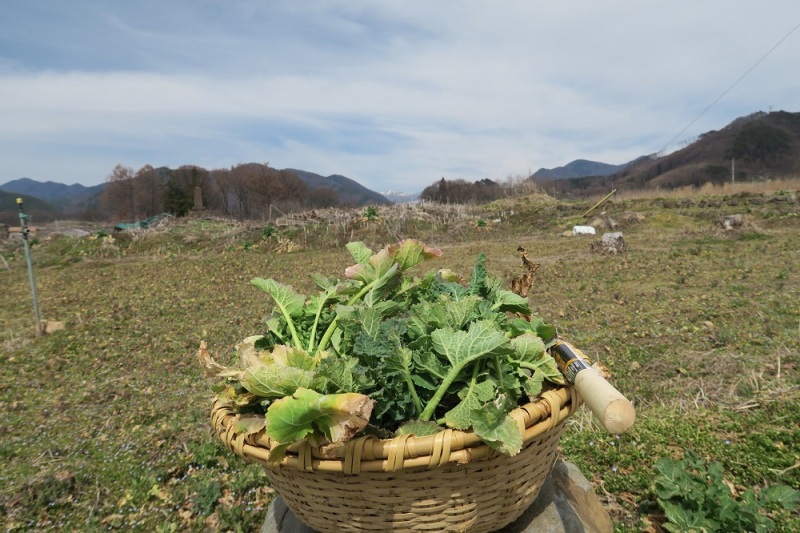 菜の花畑とレンゲ草の畑